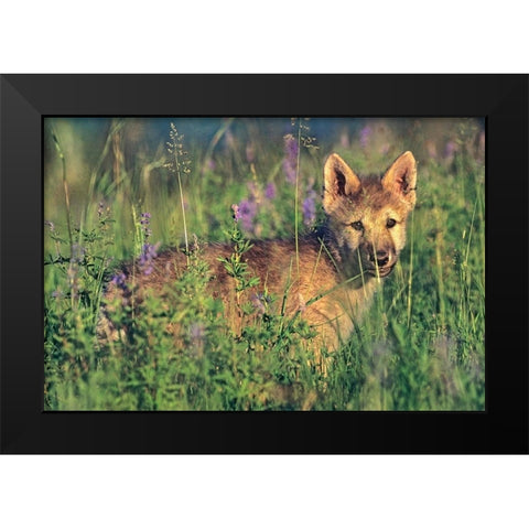 Wolf Pup Black Modern Wood Framed Art Print by Fitzharris, Tim