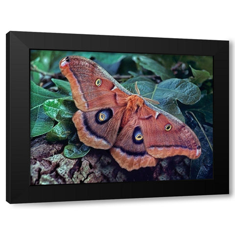 Polyphemus Moth Black Modern Wood Framed Art Print with Double Matting by Fitzharris, Tim