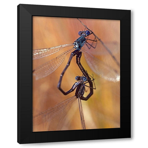 Damselflies mating Black Modern Wood Framed Art Print with Double Matting by Fitzharris, Tim