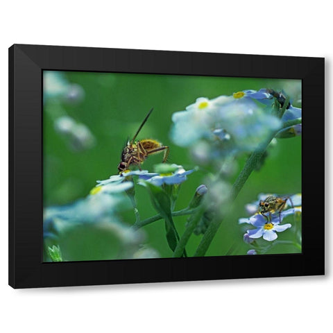 Fly on forget-me-not Black Modern Wood Framed Art Print by Fitzharris, Tim