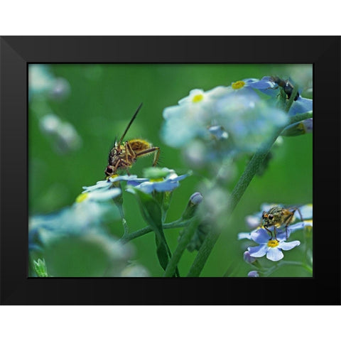 Fly on forget-me-not Black Modern Wood Framed Art Print by Fitzharris, Tim