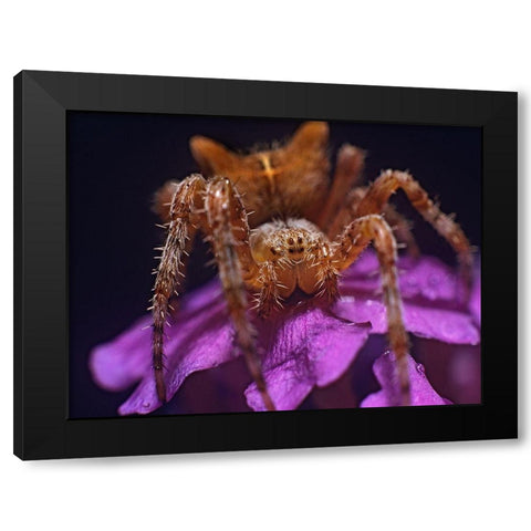 Orb weaver spider Black Modern Wood Framed Art Print with Double Matting by Fitzharris, Tim