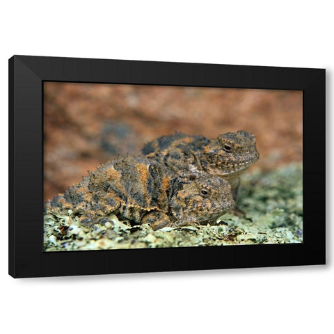 Short-horned Lizards Black Modern Wood Framed Art Print with Double Matting by Fitzharris, Tim