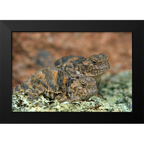 Short-horned Lizards Black Modern Wood Framed Art Print by Fitzharris, Tim