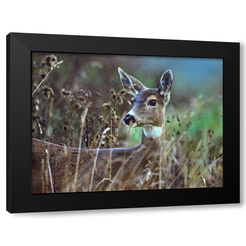 Mule Deer Black Modern Wood Framed Art Print with Double Matting by Fitzharris, Tim