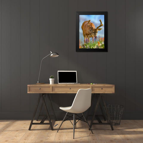 Mule deer in velvet Black Modern Wood Framed Art Print by Fitzharris, Tim