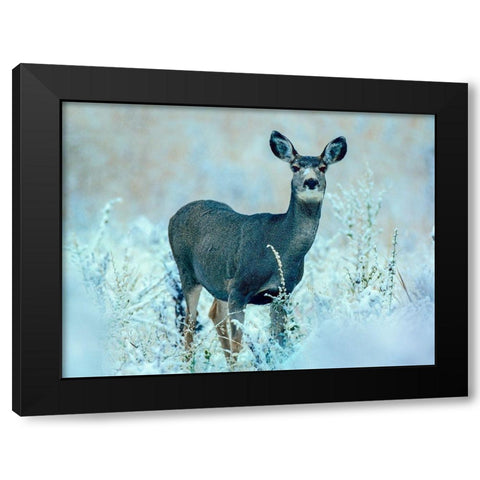 Mule Deer Black Modern Wood Framed Art Print with Double Matting by Fitzharris, Tim