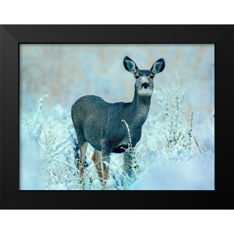 Mule Deer Black Modern Wood Framed Art Print by Fitzharris, Tim