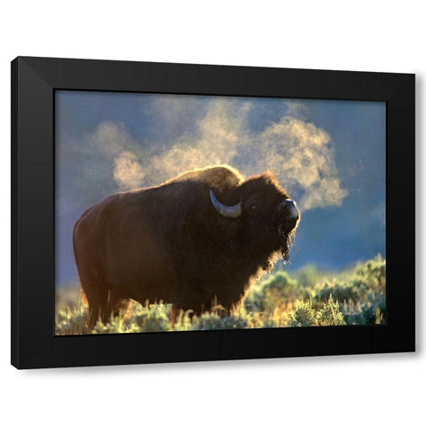 Bison Black Modern Wood Framed Art Print with Double Matting by Fitzharris, Tim