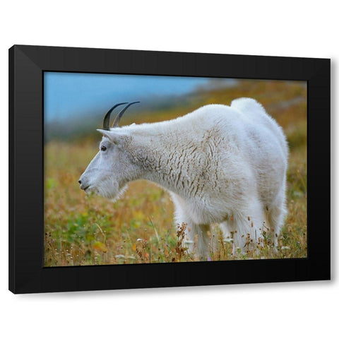 Mountain Goat Black Modern Wood Framed Art Print with Double Matting by Fitzharris, Tim