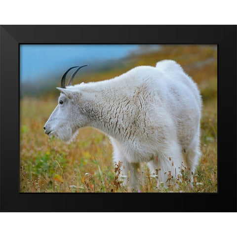 Mountain Goat Black Modern Wood Framed Art Print by Fitzharris, Tim