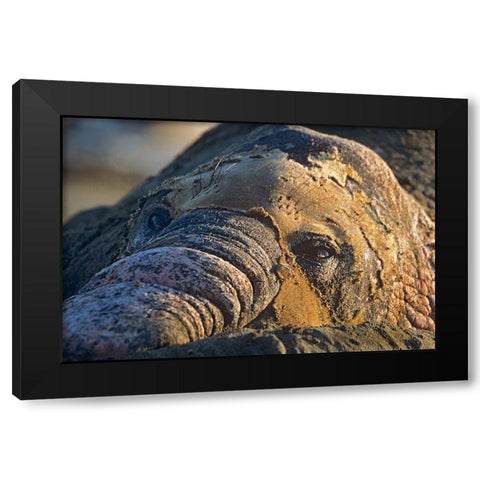 Northern elephant seal bull molting Black Modern Wood Framed Art Print by Fitzharris, Tim