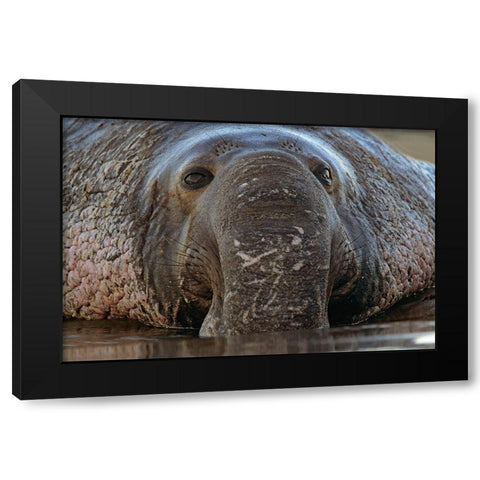 Northern Elephant Seal Black Modern Wood Framed Art Print with Double Matting by Fitzharris, Tim