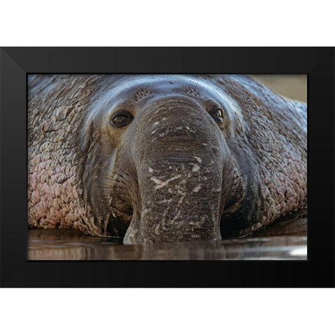 Northern Elephant Seal Black Modern Wood Framed Art Print by Fitzharris, Tim