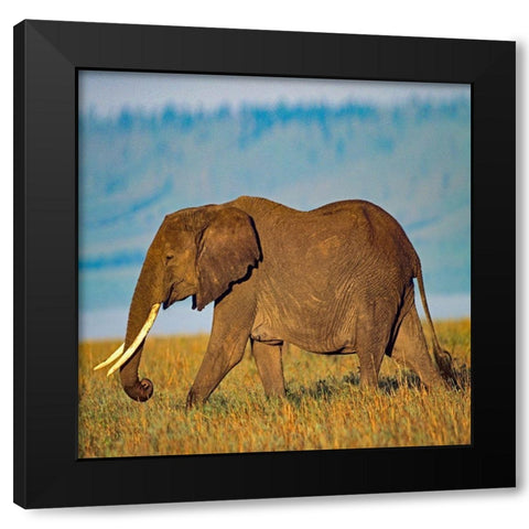 African elephant with large tusks-Kenya Black Modern Wood Framed Art Print by Fitzharris, Tim