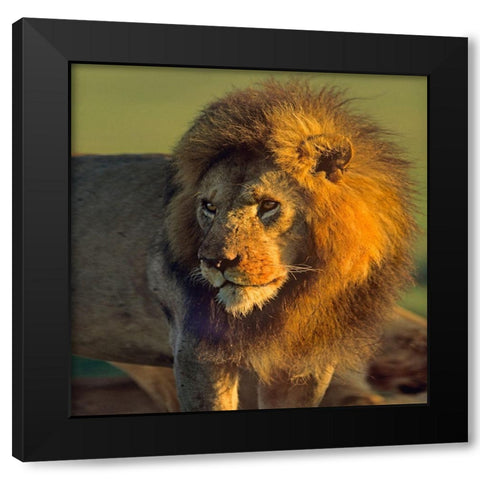 African Lion Black Modern Wood Framed Art Print with Double Matting by Fitzharris, Tim