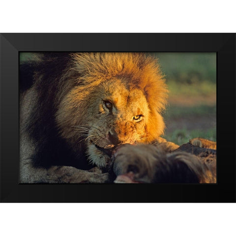 African Lion feeding Black Modern Wood Framed Art Print by Fitzharris, Tim