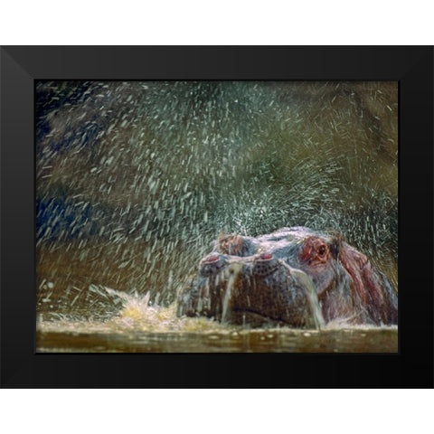 Hippo spluttering Mara River-Kenya Black Modern Wood Framed Art Print by Fitzharris, Tim