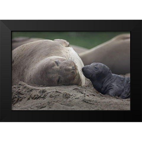 Northern Elephant Seal Black Modern Wood Framed Art Print by Fitzharris, Tim