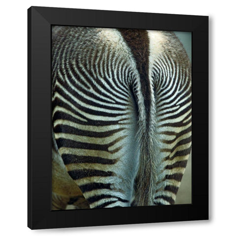 Zebra Black Modern Wood Framed Art Print by Fitzharris, Tim