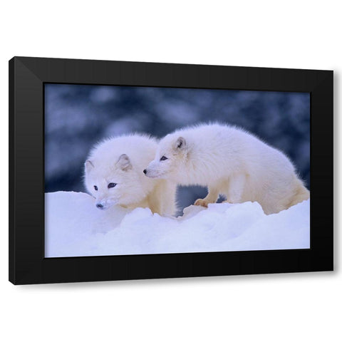 Arctic foxes Black Modern Wood Framed Art Print with Double Matting by Fitzharris, Tim