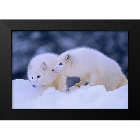 Arctic foxes Black Modern Wood Framed Art Print by Fitzharris, Tim