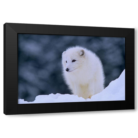 Arctic fox Black Modern Wood Framed Art Print by Fitzharris, Tim