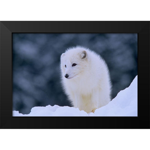 Arctic fox Black Modern Wood Framed Art Print by Fitzharris, Tim