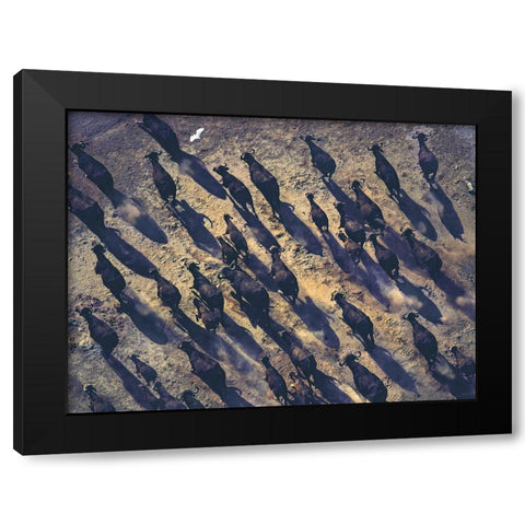African buffalo stampede Black Modern Wood Framed Art Print with Double Matting by Fitzharris, Tim