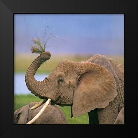 African elephant with cattle egret-Amboseli National Park-Kenya Black Modern Wood Framed Art Print by Fitzharris, Tim