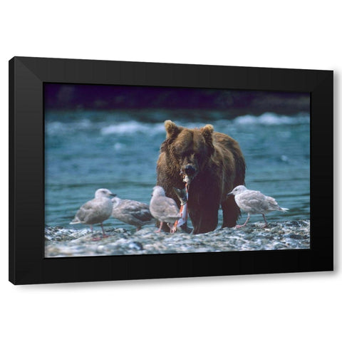 Grizzly bear and gulls Black Modern Wood Framed Art Print by Fitzharris, Tim
