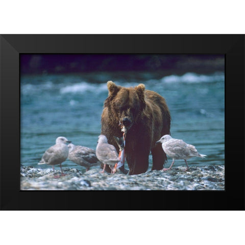 Grizzly bear and gulls Black Modern Wood Framed Art Print by Fitzharris, Tim
