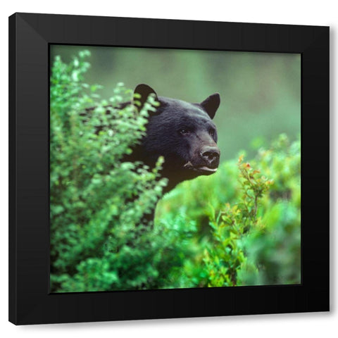 Black bear Black Modern Wood Framed Art Print with Double Matting by Fitzharris, Tim