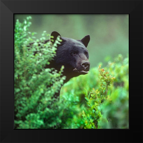 Black bear Black Modern Wood Framed Art Print by Fitzharris, Tim