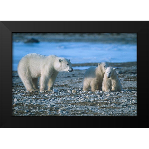Polar bear mother and cubs Black Modern Wood Framed Art Print by Fitzharris, Tim