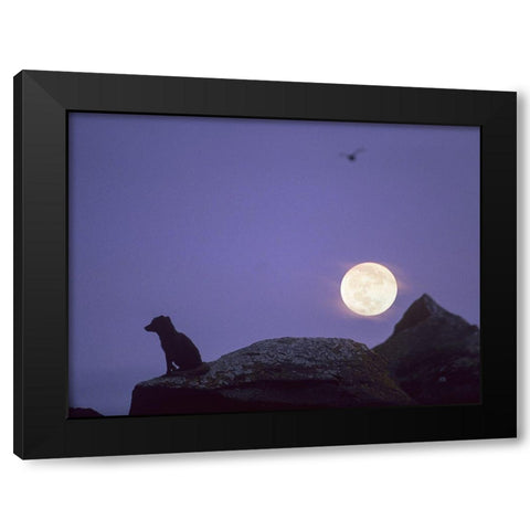 Arctic fox and moon Black Modern Wood Framed Art Print by Fitzharris, Tim