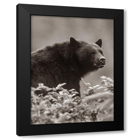 Black bear Sepia Black Modern Wood Framed Art Print by Fitzharris, Tim