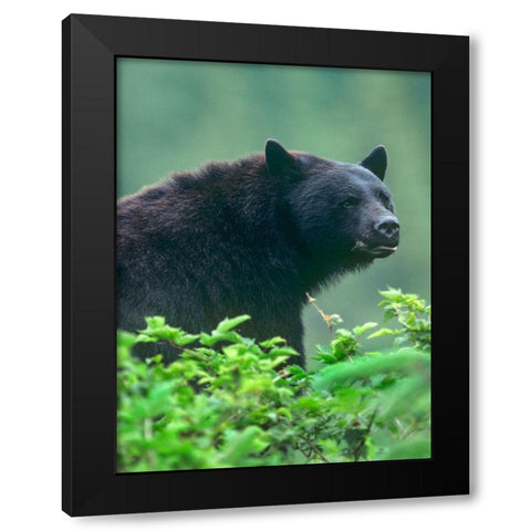 Black bear Black Modern Wood Framed Art Print by Fitzharris, Tim