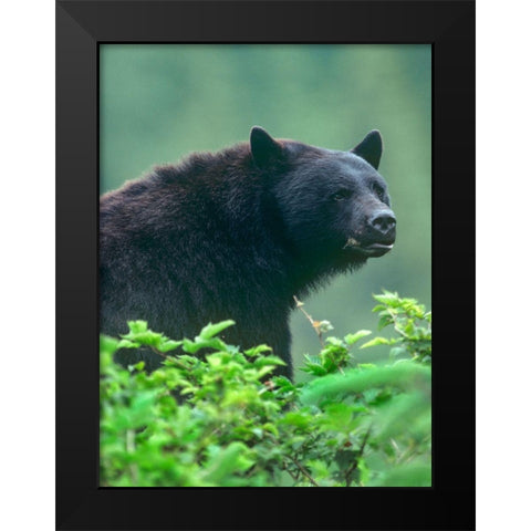 Black bear Black Modern Wood Framed Art Print by Fitzharris, Tim