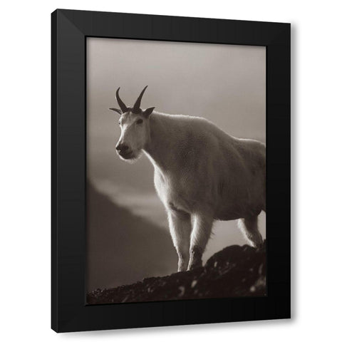 Mountain goat Sepia Black Modern Wood Framed Art Print by Fitzharris, Tim