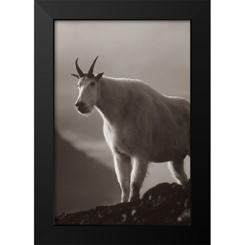 Mountain goat Sepia Black Modern Wood Framed Art Print by Fitzharris, Tim
