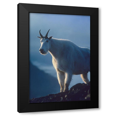 Mountain goat Black Modern Wood Framed Art Print by Fitzharris, Tim