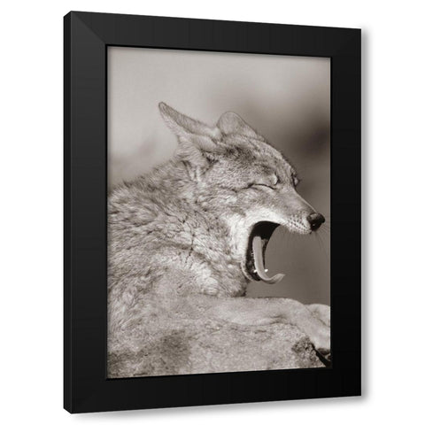 Coyote yawning Sepia Black Modern Wood Framed Art Print by Fitzharris, Tim