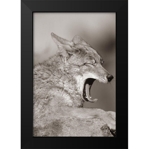 Coyote yawning Sepia Black Modern Wood Framed Art Print by Fitzharris, Tim