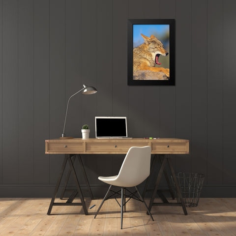 Coyote yawning Black Modern Wood Framed Art Print by Fitzharris, Tim