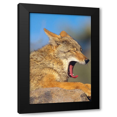 Coyote yawning Black Modern Wood Framed Art Print by Fitzharris, Tim