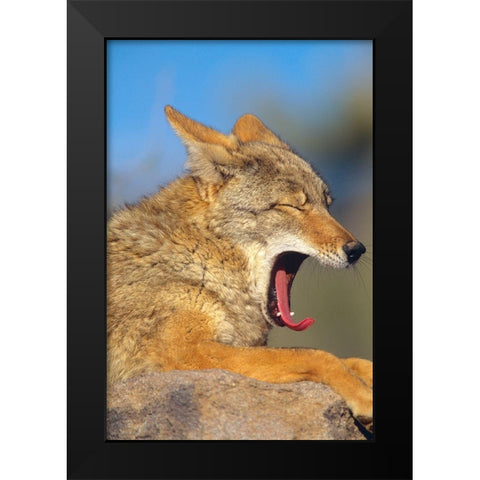 Coyote yawning Black Modern Wood Framed Art Print by Fitzharris, Tim