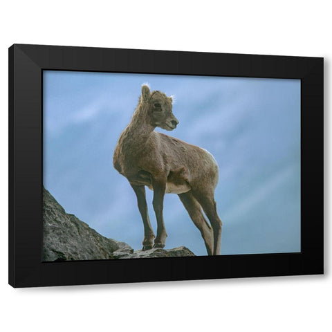 Rocky Mountain bighorn lamb Black Modern Wood Framed Art Print by Fitzharris, Tim