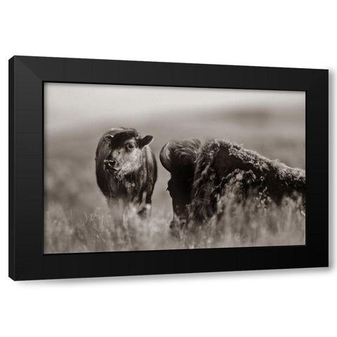 Bison calf with mother Sepia Black Modern Wood Framed Art Print by Fitzharris, Tim