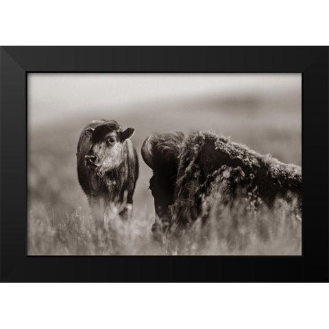 Bison calf with mother Sepia Black Modern Wood Framed Art Print by Fitzharris, Tim